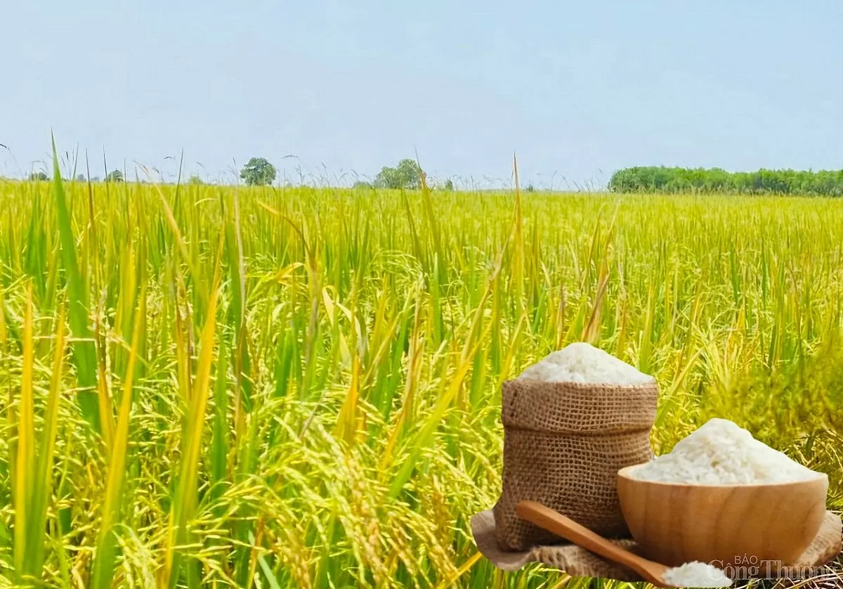 Giá lúa gạo hôm nay ngày 5/5: Gạo xuất khẩu tăng