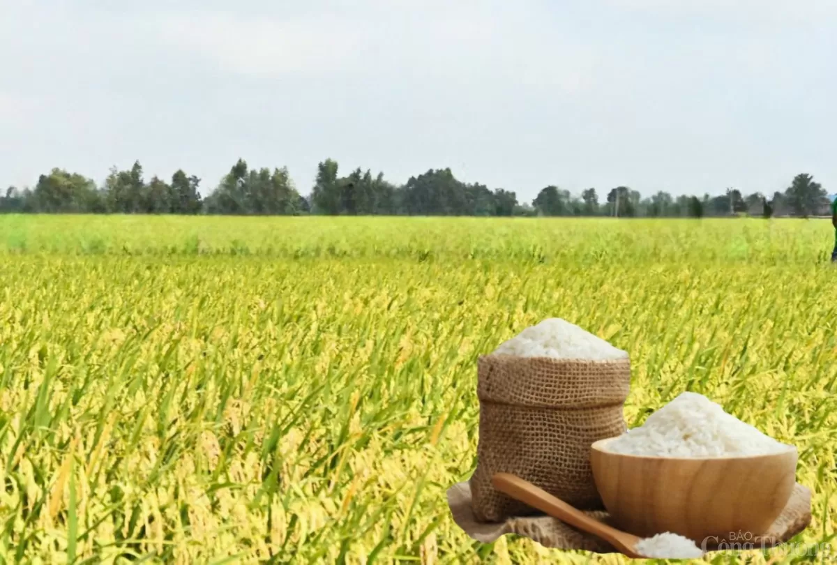 Giá lúa gạo hôm nay ngày 15/5: Lúa tươi quay đầu tăng