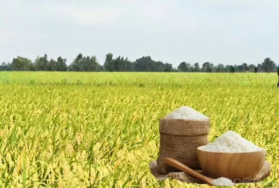 Giá lúa gạo hôm nay ngày 7/5: Lúa tươi tiếp đà giảm