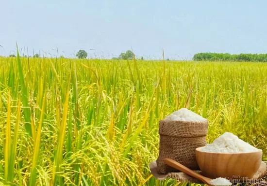Giá lúa gạo hôm nay ngày 5/5: Gạo xuất khẩu tăng