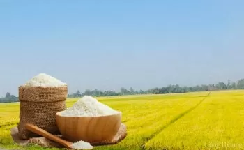 Giá lúa gạo hôm nay ngày 14/5: Biến động trái chiều