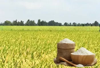 Giá lúa gạo hôm nay ngày 7/5: Lúa tươi tiếp đà giảm