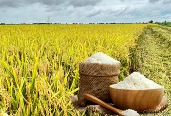Giá lúa gạo hôm nay ngày 9/5: Gạo nguyên liệu tăng nhẹ
