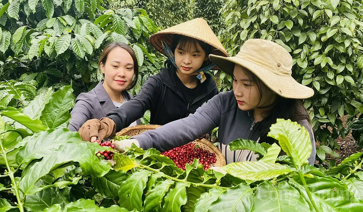 Người dân tỉnh Đắk Lắk thu hoạch cà phê