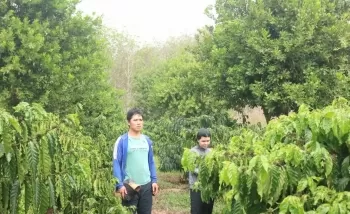 Xen canh thông minh, nông dân Kon Tum thu lợi kép