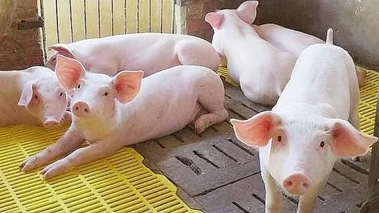Giá heo hơi hôm nay 7/5/2025: Miền Trung, miền Nam giảm nhẹ