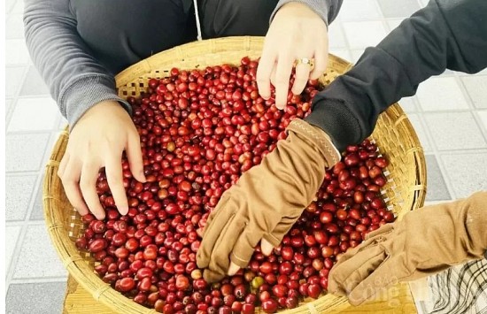 gia ca phe xuat khau giam manh gan 4