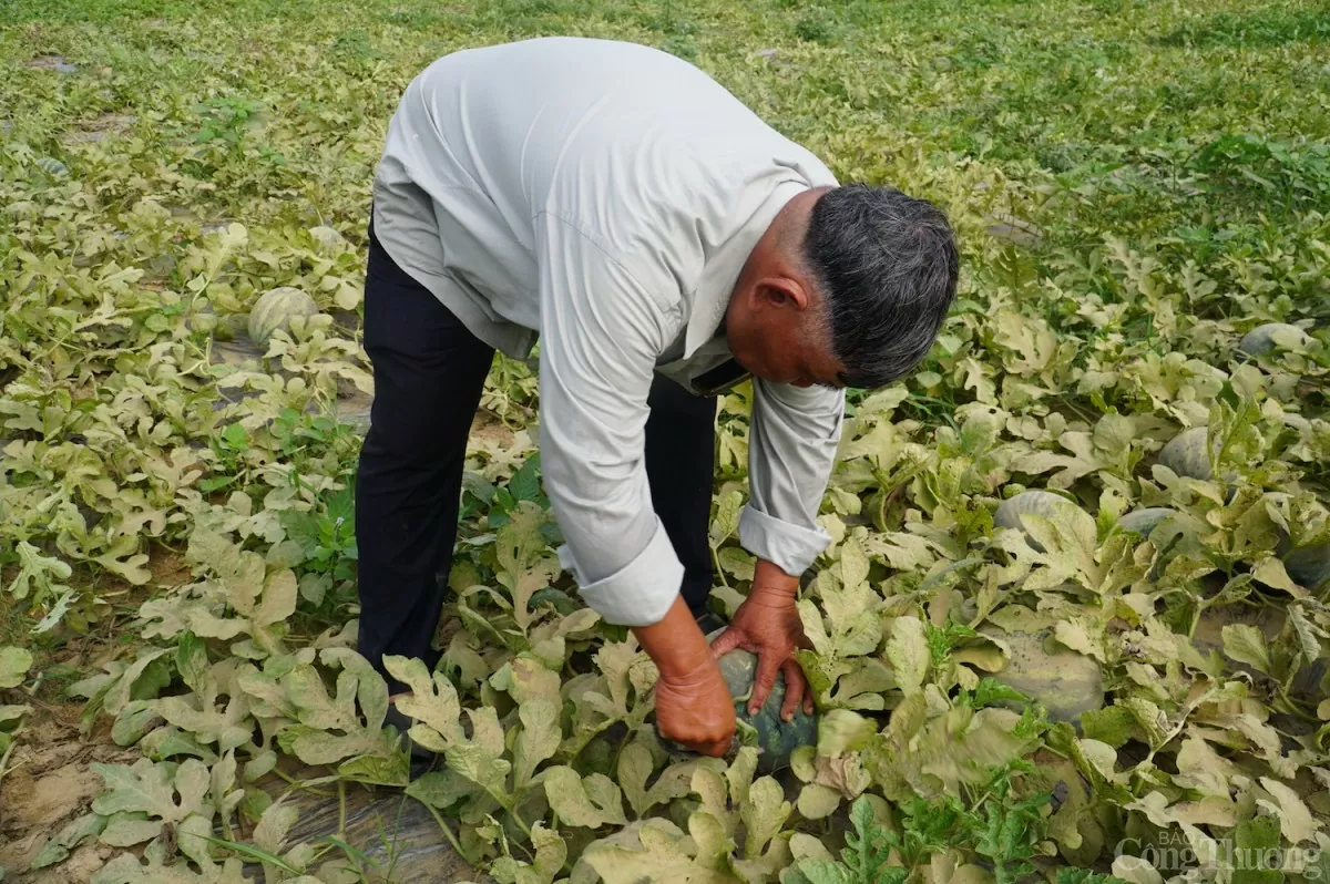Dù giá dưa thấp hơn so với cùng kỳ, tuy nhiên, nhờ năng suất, chất lượng vượt trội, dưa hấu Trường Định vẫn luôn được ưu tiên thu mua Dù giá dưa thấp hơn so với cùng kỳ, tuy nhiên, nhờ năng suất, chất lượng vượt trội, dưa hấu Trường Định vẫn luôn được ưu tiên thu mua