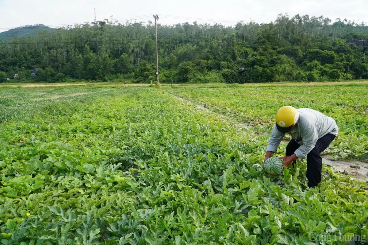 Dưa hấu Trường Định - vùng dưa nổi tiếng về chất lượng của thành phố Đà Nẵng được mùa Dưa hấu Trường Định - vùng dưa nổi tiếng về chất lượng của thành phố Đà Nẵng được mùa