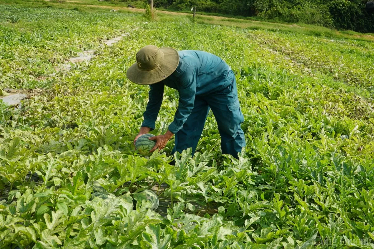 Toàn thôn Trường Định có khoảng 50 ha trồng dưa hấu Toàn thôn Trường Định có khoảng 50 ha trồng dưa hấu