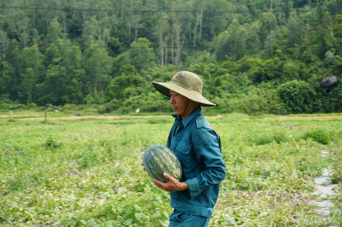 Dưa hấu Trường Định nổi tiếng là ngọt, giòn, nhiều nước Dưa hấu Trường Định nổi tiếng là ngọt, giòn, nhiều nước