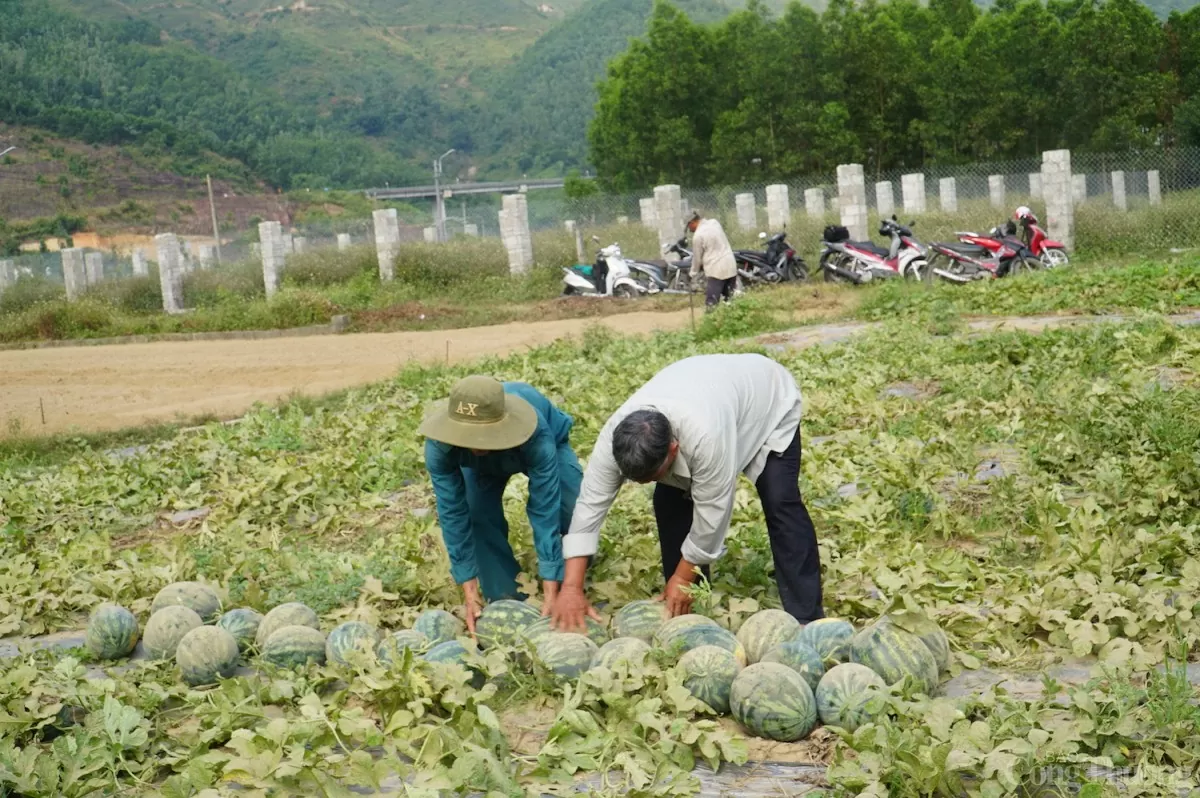 Các hộ trồng dưa tại thôn Trường Định cho biết vụ dưa năm nay có lãi Các hộ trồng dưa tại thôn Trường Định cho biết vụ dưa năm nay có lãi