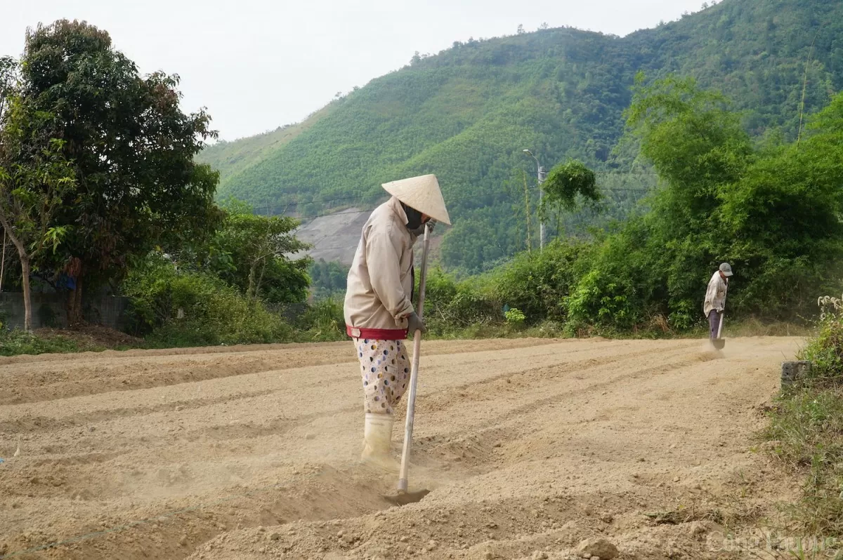 Sau khi thu hoạch các luống dưa đầu tiên, gia đình chị Tuyết lại khẩn trương làm đất để chuẩn bị cho vụ tiếp theo Sau khi thu hoạch các luống dưa đầu tiên, gia đình chị Tuyết lại khẩn trương làm đất để chuẩn bị cho vụ tiếp theo