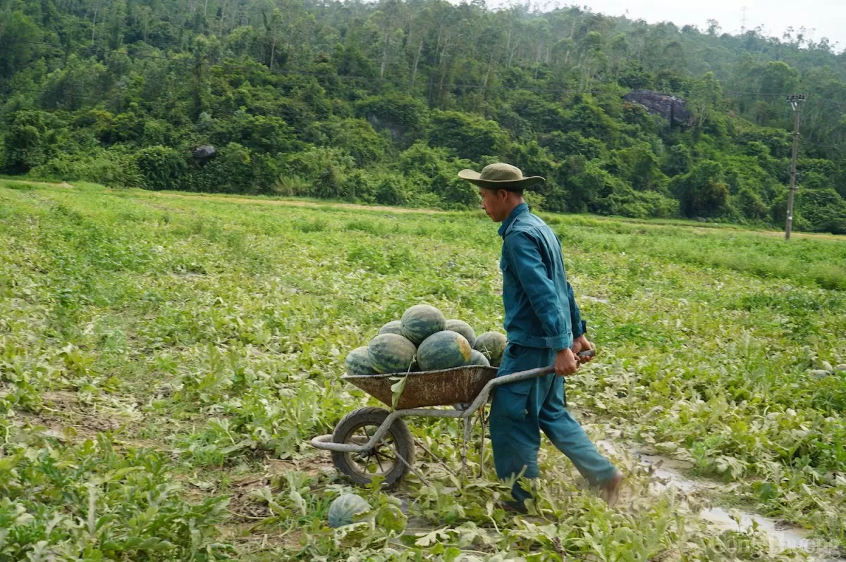 Đến thời điểm hiện tại, hộ gia đình ông Trần Quốc đã thu hoạch được khoảng 6 tấn dưa hấu trong vụ mùa dưa này Đến thời điểm hiện tại, hộ gia đình ông Trần Quốc đã thu hoạch được khoảng 6 tấn dưa hấu trong vụ mùa dưa này
