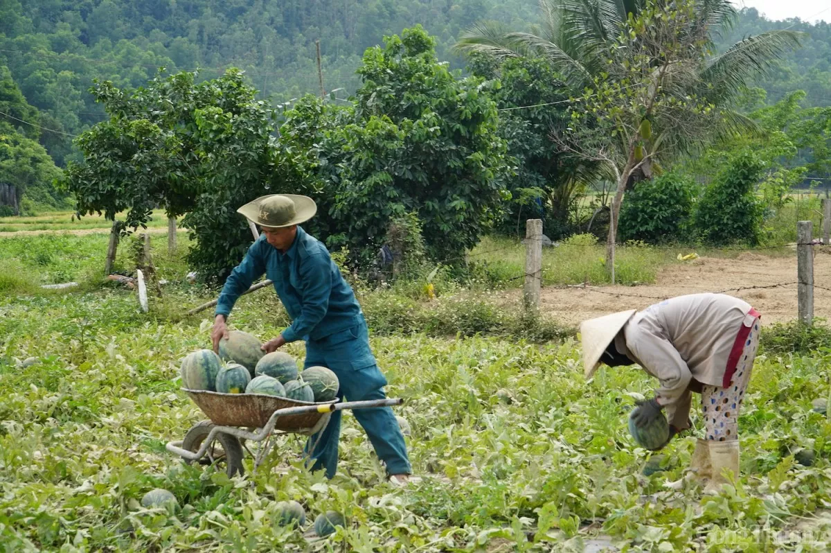 Đà Nẵng: Vùng dưa nức tiếng Trường Định được mùa