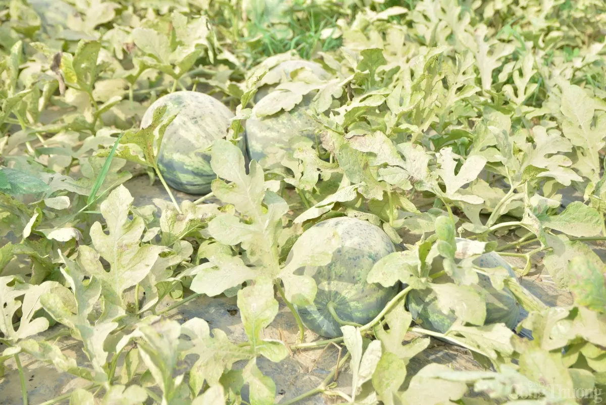 Mức giá này thấp hơn so với năm 2024 khoảng 1.500 - 2.000 đồng/kg Mức giá này thấp hơn so với năm 2024 khoảng 1.500 - 2.000 đồng/kg