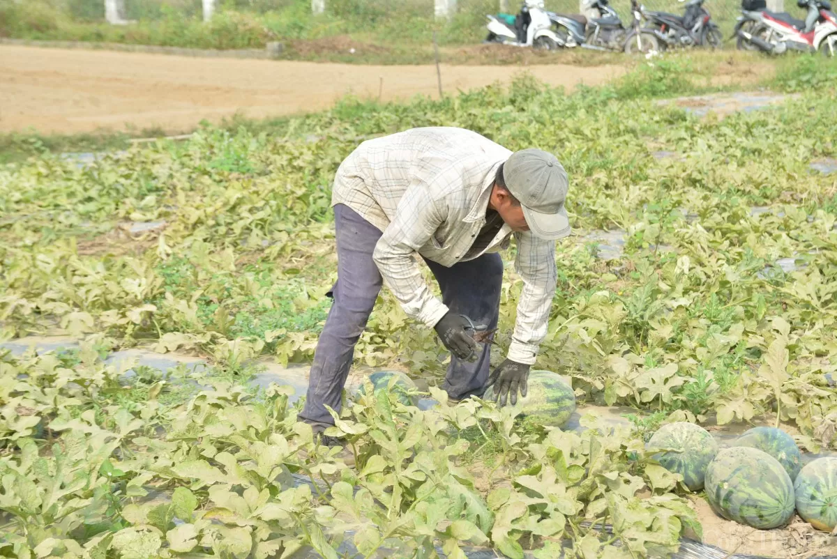 Giá thu mua dưa hấu Trường Định hiện dao động từ 6.000 - 8.000 đồng.kg Giá thu mua dưa hấu Trường Định hiện dao động từ 6.000 - 8.000 đồng.kg