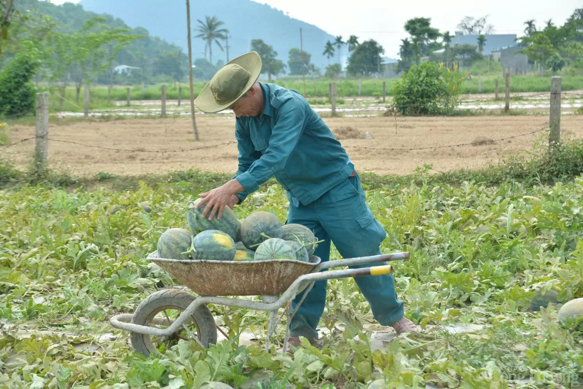 Thu hoạch dưa hấu Thu hoạch dưa hấu
