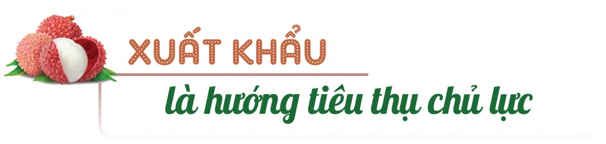 Longform | Vụ vải thiều 2025: Đặc sản miền núi bứt phá thị trường toàn cầu Longform | Vụ vải thiều 2025: Đặc sản miền núi bứt phá thị trường toàn cầu