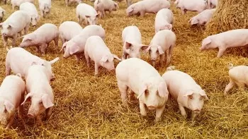 Giá heo hơi hôm nay 8/5/2025: Nhiều tỉnh miền Nam hạ giá