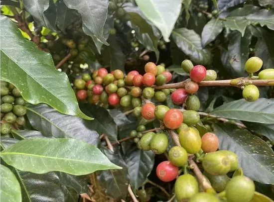 Giá cà phê Robusta giảm về dưới mốc 5.300 USD/tấn