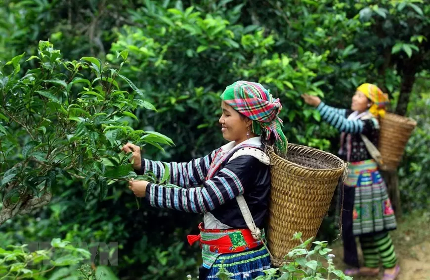 Người dân thu hái trên những cây chè Shan tuyết cổ thụ.