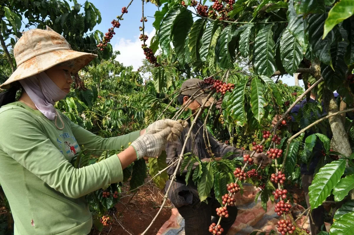Doanh nghiệp Đắk Nông nỗ lực đa dạng hoá thị trường xuất khẩu