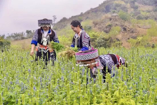 Gieo giá trị, gặt niềm tin giữa đại ngàn Tây Bắc