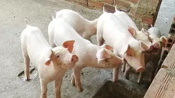 Giá heo hơi hôm nay 9/5/2025: Đồng loạt tăng trên toàn quốc