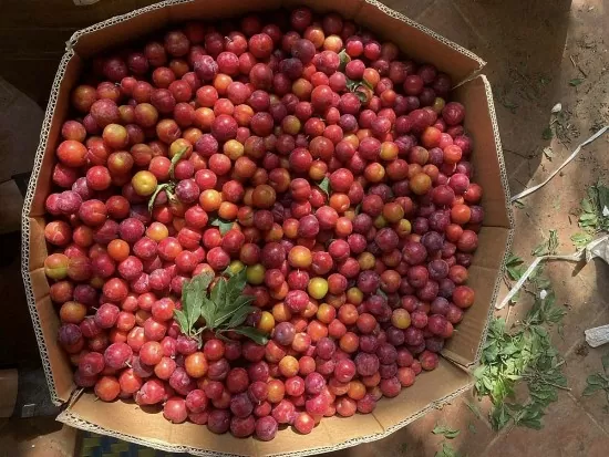 Mận cherry Sơn La đổ bộ Hà Nội, giá siêu rẻ