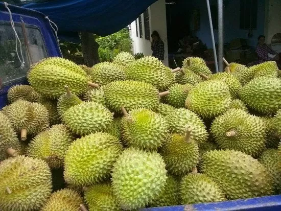 Sầu riêng mất giá, nhà vườn miền Tây ngóng giải pháp