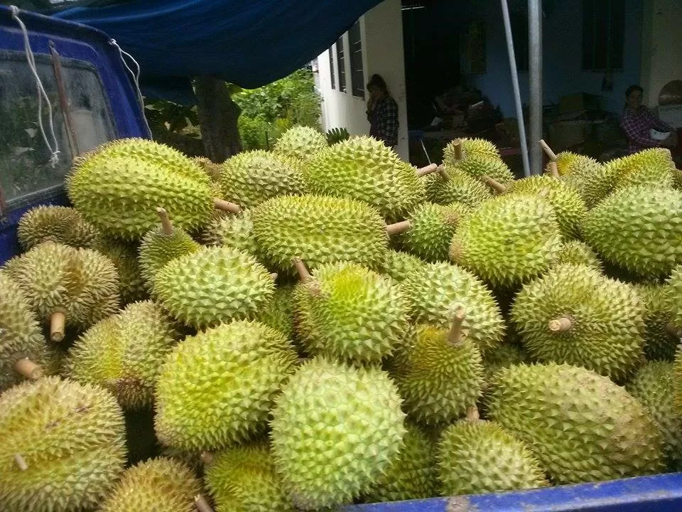 Sầu riêng mất giá, nhà vườn miền Tây ngóng giải pháp