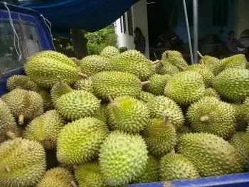 Sầu riêng mất giá, nhà vườn miền Tây ngóng giải pháp