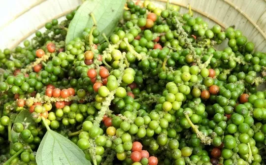 Giá hồ tiêu xuất khẩu tăng, kim ngạch vượt 500 triệu USD