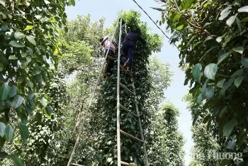 Dự báo giá tiêu trong nước ngày mai 11/5/2025, giảm nhẹ