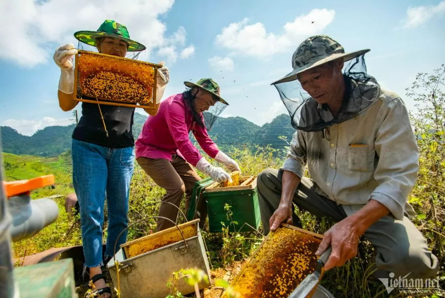 Mật ong bạc hà