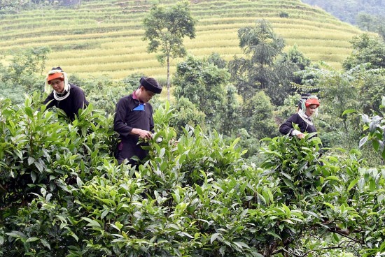 che shan tuyet ha giang mach nguon xanh giup dong bao dao thoat ngheo