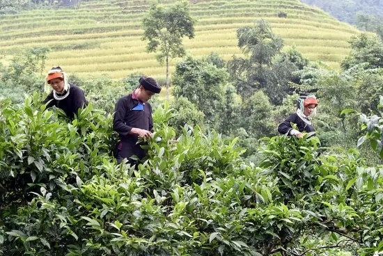 Chè Shan tuyết Hà Giang: ‘Mạch nguồn xanh’ giúp đồng bào Dao thoát nghèo