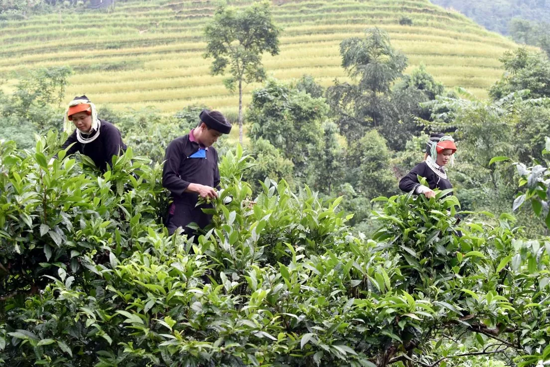 Chè Shan tuyết Hà Giang: ‘Mạch nguồn xanh’ giúp đồng bào Dao thoát nghèo