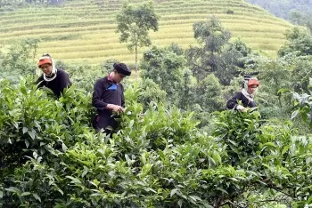 Chè Shan tuyết Hà Giang: ‘Mạch nguồn xanh’ giúp đồng bào Dao thoát nghèo