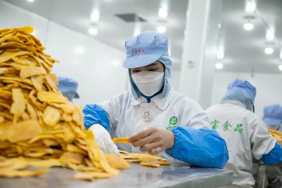 Công nhân tại nhà máy chế biến xoài ở huyện Phnom Sruoch, tỉnh Kampong Speu, Campuchia.