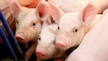 Giá heo hơi hôm nay 14/5/2025: Miền Nam giữ đà tăng nhẹ
