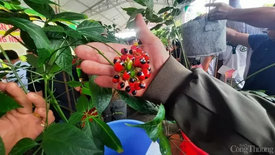 Tri thức dân gian về sâm Ngọc Linh được công nhận là Di sản văn hóa phi vật thể quốc gia