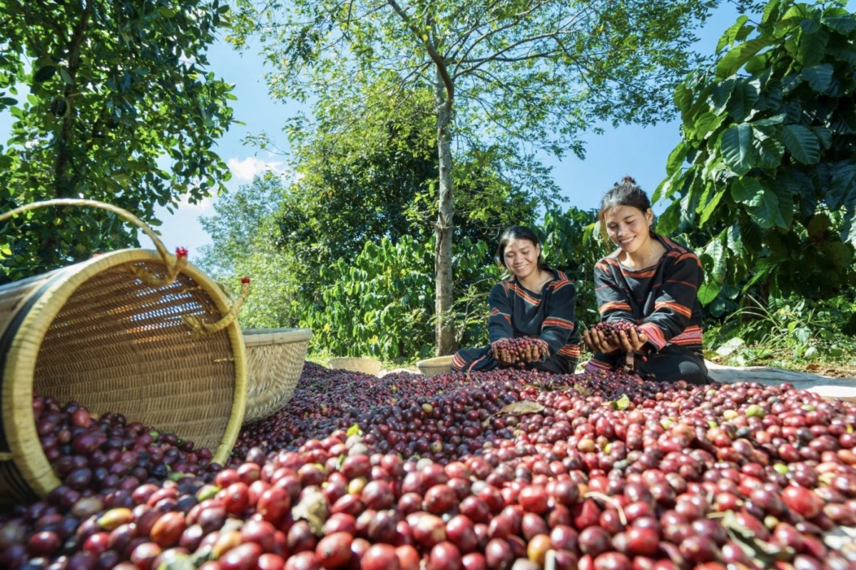 Nông sản Tây Nguyên trước thách thức của quy định EUDR