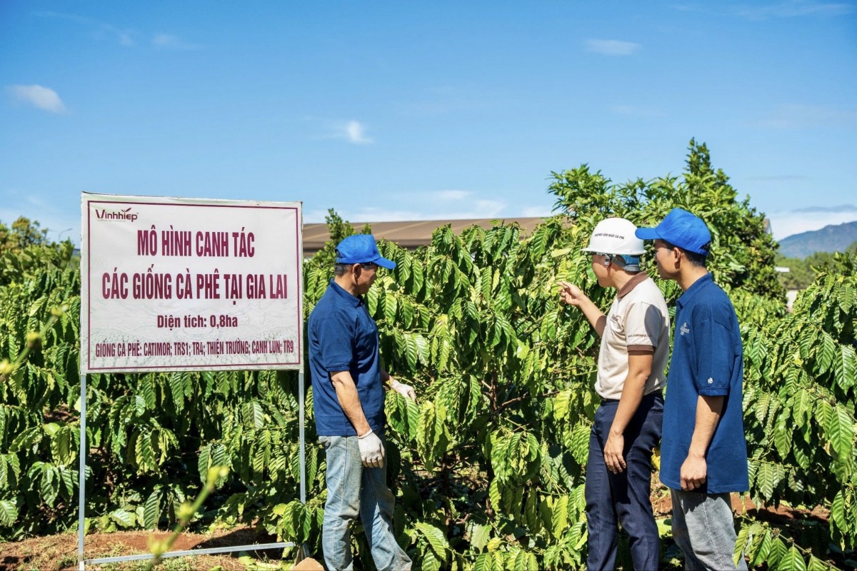 Nông sản Tây Nguyên trước thách thức của quy định EUDR