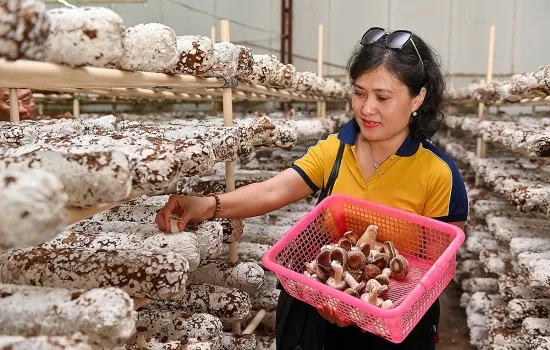 Sản phẩm hữu cơ chỉ chiếm khoảng 1,46% kim ngạch xuất khẩu