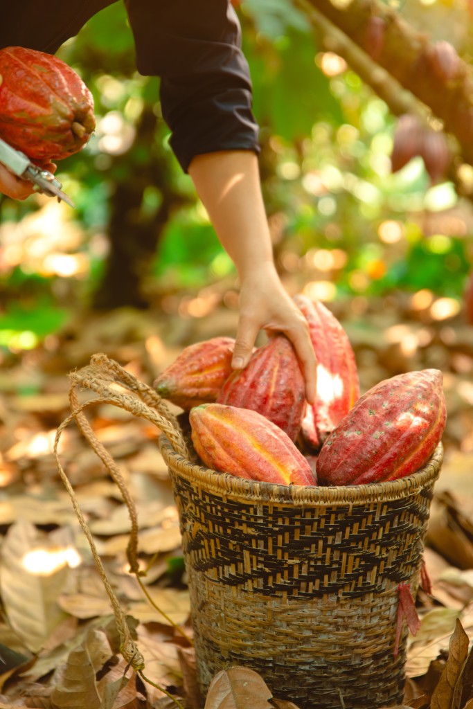 Nông sản Tây Nguyên trước thách thức của quy định EUDR