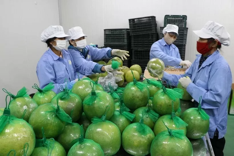 Tin Công Thương 15/5: Bưởi Việt rộng đường vào thị trường Australia