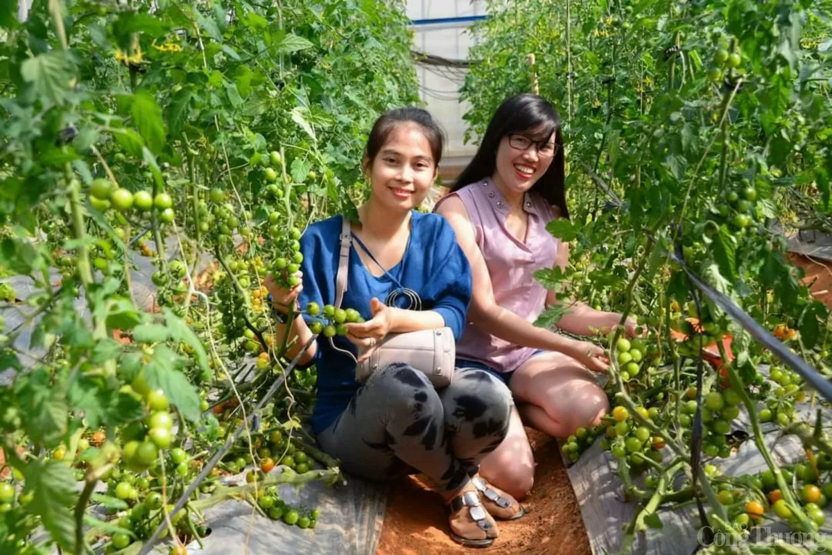 Sáp nhập Lâm Đồng, Đắk Nông, Bình Thuận