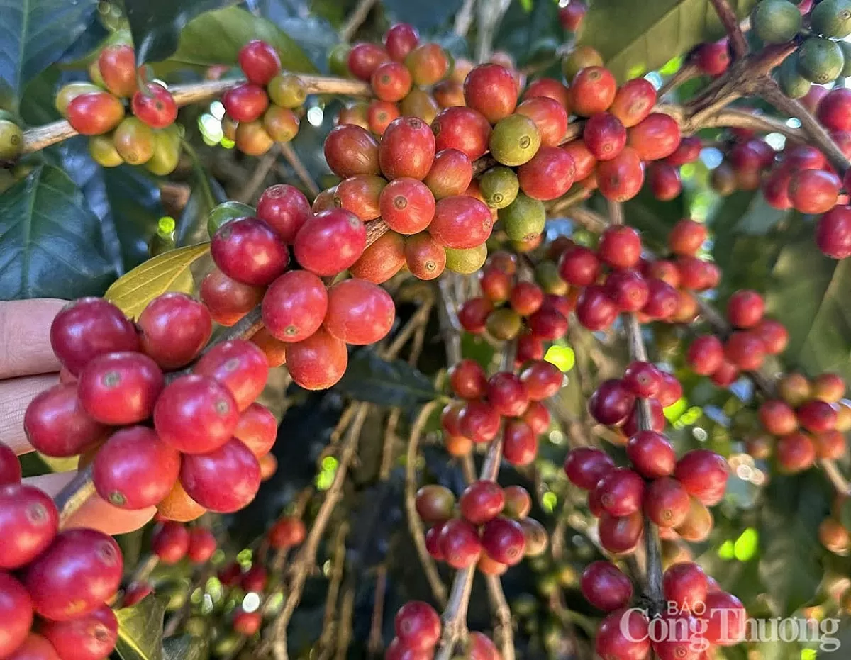 EU là thị trường lớn nhất của cà phê Việt Nam